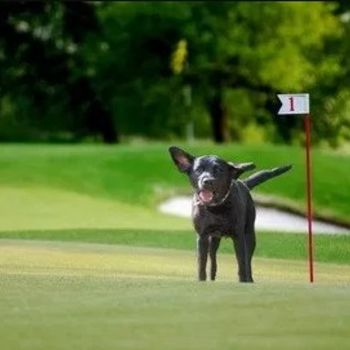 Golfsport mit Hund