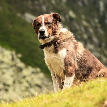 Wandertouren mit Hund – Angebote für Hundehalter