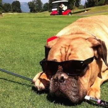 Golf Eichenheim ist erster hundefreundlicher Golfplatz in Kitzbühel
