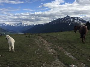 Plamord Blick auf den Reschensee, Pferde Hund Wanderweg