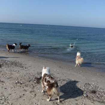 Urlaub mit Hund Insel Fehmarn