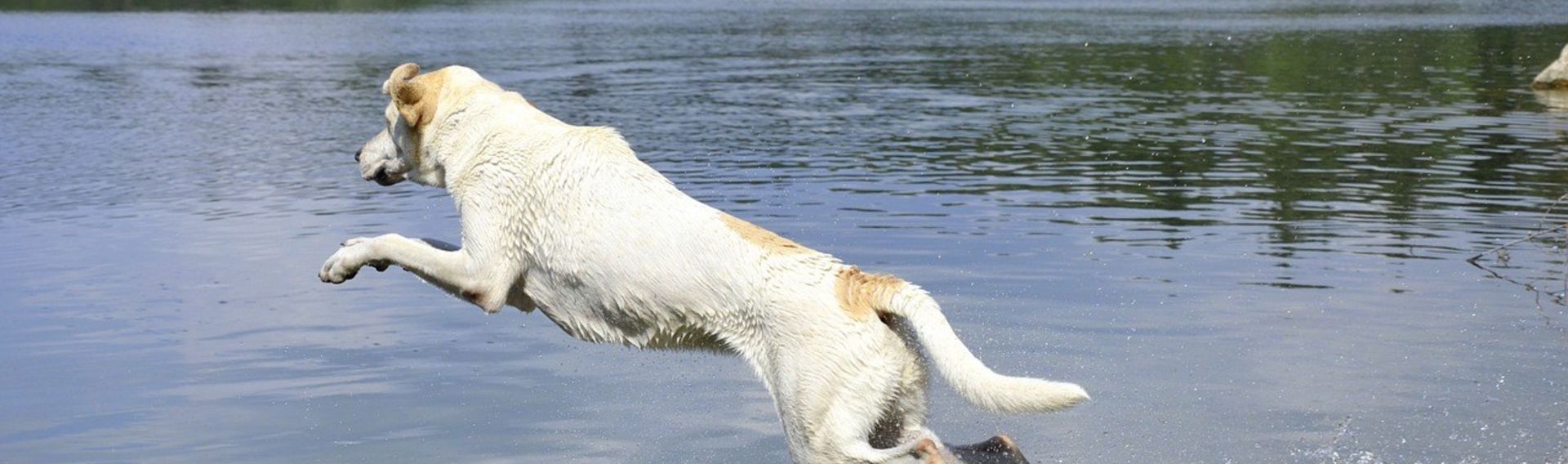 Hundeurlaub Deutschland am See mit Hund