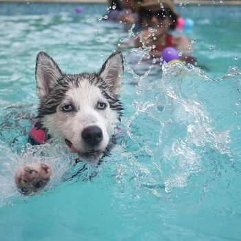 Hundeschwimmen im Freibad NRW