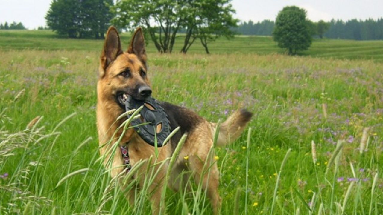 Rennsteig mit Hund Aktivurlaub Thüringer Wald